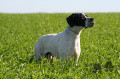 Pedigree TIRANO DA XEARA Pedigree TIRANO DA XEARA
